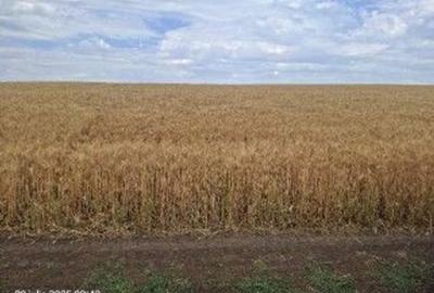 Teren Extravilan Pribesti, ID: R2774827 - 6