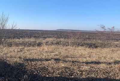 Teren Construcții intravilan de 55000 mp, în Ștefăneștii de Jos - 5