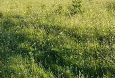 Teren de 25000 mp, în Șaru Dornei - 8