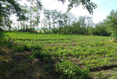 Casa de vanzare judet Botosani - 4