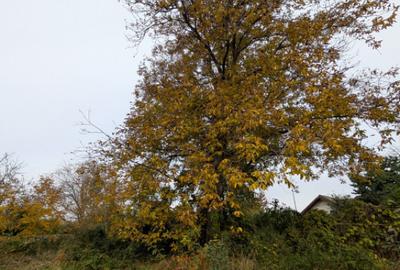 Teren 1966m Arcadie ?eptilici - TNT( Iner) - 6