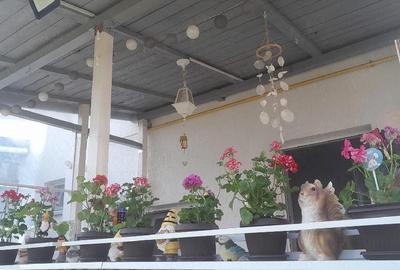 Casă cu 3 camere cu Teren 250 Mp în Berceni - 5