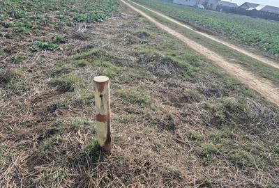 Teren intravilan Balotesti,langa ansamblul Terra si padure, 17000 euro - 2