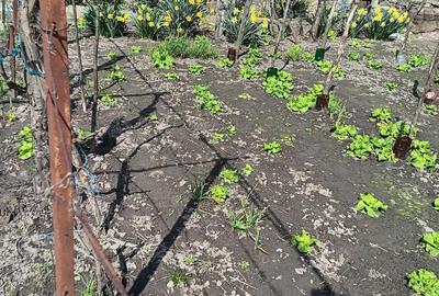 Casă cu 4 camere cu Teren 600 Mp în Dunavățu de Sus - 2