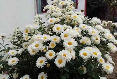 CASA CU GRADINA la 55 km de Bucure?ti (langa Titu) CASA CU GRADINA la 55 km de Bucure?ti (langa Titu) - 10