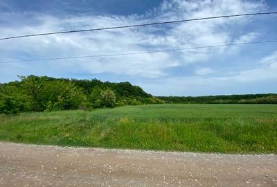 TereCiofliceni 5690 mp.Deschidere de 50m. - 7