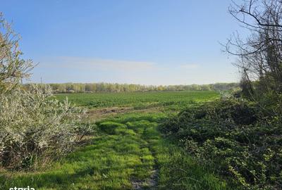 Spațiu comercial, în Potigrafu - 10