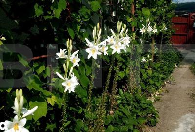 Casă cu 3 camere decomandat cu Teren 710 Mp în Homorod - 6