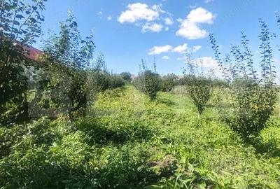 Casă cu 1 camere cu Teren 3000 Mp în Central - 6