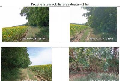 Teren de 10000 mp, în Horgești - 2