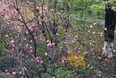 Apartament cu 3 camere decomandat, mobilat în Brâncoveanu - 2