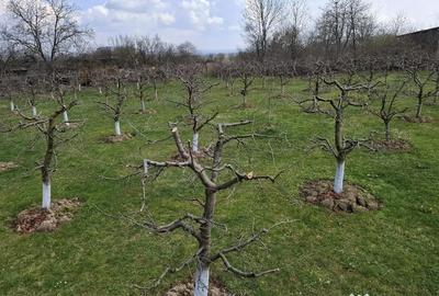 Teren de 2000 mp, în Răucești - 4