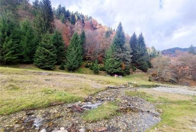 Teren de 4591 mp, în Zărnești - 14