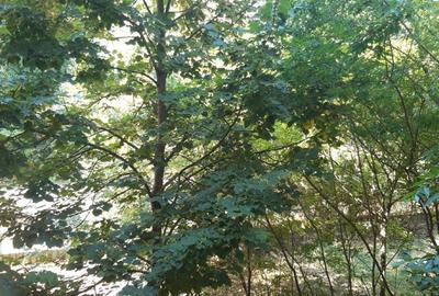 Proprietar Garsonieră spațioasă Băneasa  Liziera Pădurii |Etaj 1,parcare - 6