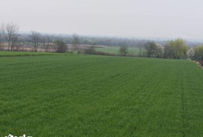 Teren de 6000 mp, în Horodnic - 3