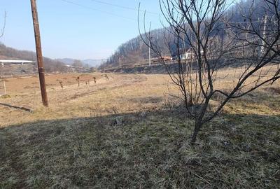 Casă cu 3 camere cu Teren 3081 Mp în Băița