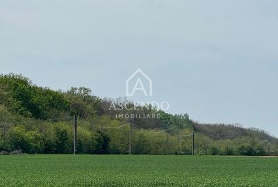 Teren agricol extravilan de 7000 mp, în Tamași - 2