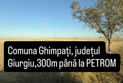 Ghimpati, jud. Giurgiu, 300 m pana la sens giratoriu, benzinaria Petrom - 3