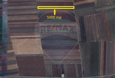 Teren agricol extravilan de 5000 mp, în Tărlungeni - 3