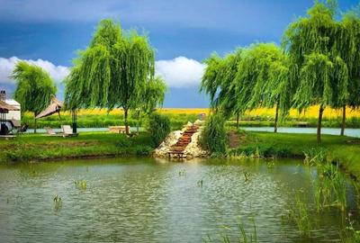 Pescarie cu restaurant - 3