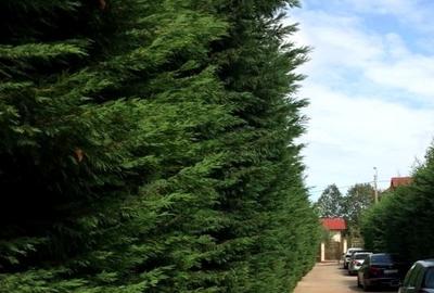 Casă individuală cu 5 camere cu Teren 10000 Mp în Bucium - 3