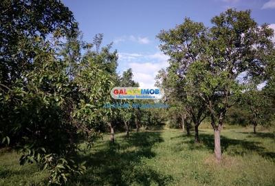 Teren intravilan comuna Bogati sat Birloi Jud. Arges - 10