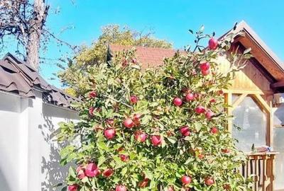 Casă cu 5 camere cu Teren 425 Mp în Florilor - 11