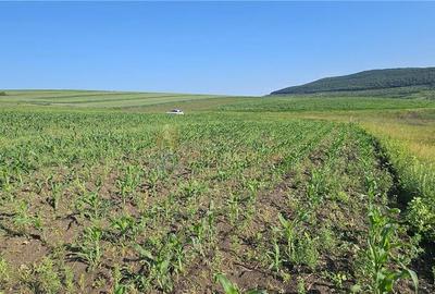 TEREN INTRAVILAN 5800 MP SUCEAGU - 3