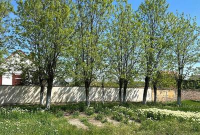 Casă cu Teren 6000 Mp în Șandra - 4