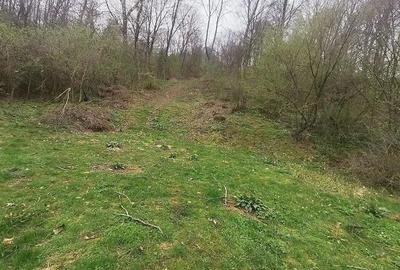 Teren 3100 mp si padure in Curtea de Arges zona Cuza Voda - 7