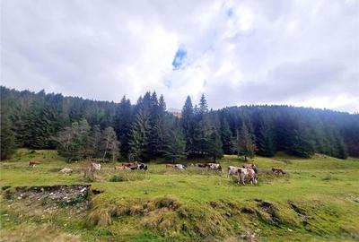 Teren intravilan panoramic 4.600mp,view iconic Piatra Craiul - 5