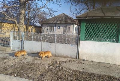 Casă cu 3 camere cu Teren 1168 Mp în Bivolari - 1