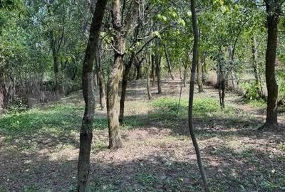 Casa cu teren 1000 m Drajna - 18