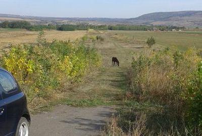 Teren de 5000 mp, în Sârbi - 1