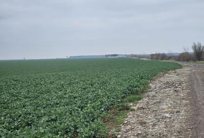 Teren agricol 19Ha comasate 346mx548m la 800m distanta fata de DN2 Teren agricol 19Ha comasate 346mx548m la 800m distanta fata de DN2 - 2