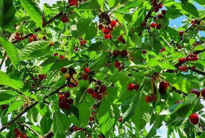 Teren Oradea 3.152 mp front 22.5 m str Fagetului - 8