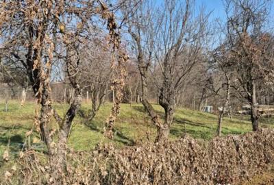 Teren de 1000 mp, în Șomcuta Mare - 1