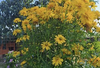 Buturugeni Posta - 17