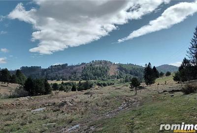 Teren cu ape curgatoare, in zona de poveste, Zarnesti