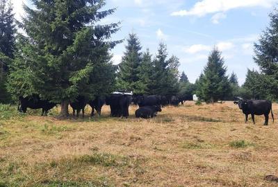 Teren de 470000 mp, în Moisei - 7