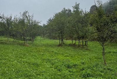 Teren de 5889 mp, în Calvini