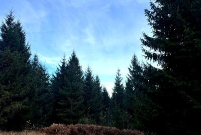 Vanzare 5,3 ha pasune deasupra Voronetului Suceava - Proiect Turistic - 8