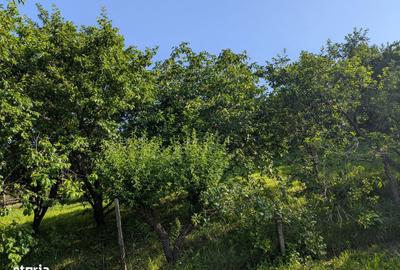 Casă cu 6 camere cu Teren 12900 Mp în Cotnari - 7