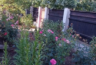 Casă cu 4 camere cu Teren 1490 Mp în Jilavele - 6