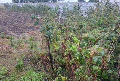 Vand casa cu teren generos Halchiu, aproape de Bra?o - 2