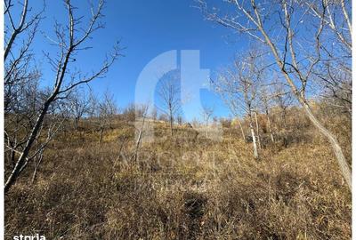 Teren de 3250 mp, în Cozieni - 5