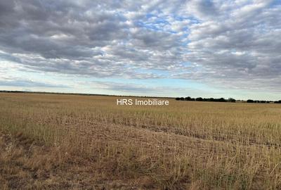 Teren intravilan Branesti - 3