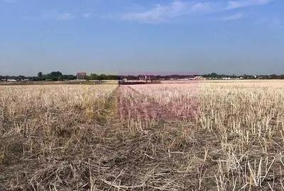 Teren Domnesti strada Ciocarliei. - 2