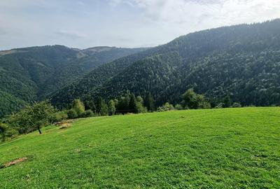 Vand teren la munte pentru cabana - 2