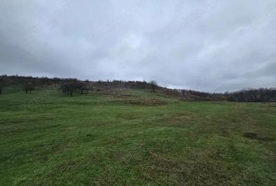 Teren 100.000 mp, Recea-Albota - 7